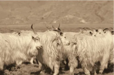 実際に使用しているカシミヤを育てている農場