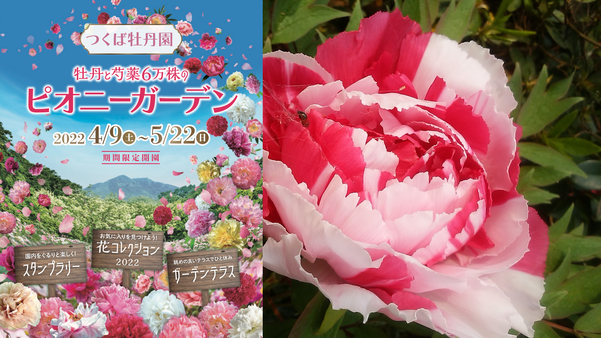 世界最大級 つくば牡丹園 今年は4月9日 土 から開園 800種6万株の中から今年注目の牡丹 シャクヤクbest5を発表 つくば牡丹園のプレスリリース