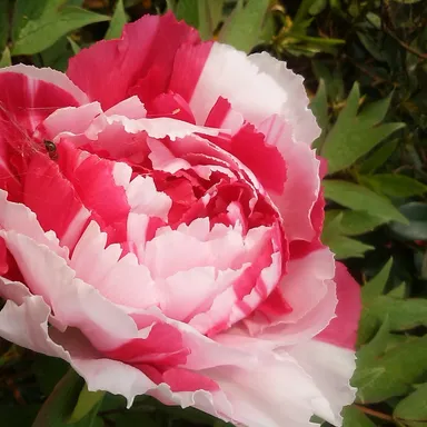 赤と白のコントラストが美しい牡丹「島錦」