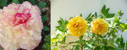 牡丹「金閣」は繊細な色合いで、同じ花でも光の具合などで見た目が変わる