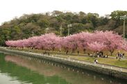 徳島中央公園の蜂須賀桜