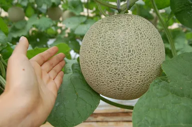 宮古島メロンは冬～春に収穫