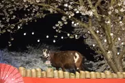 夜桜とヤギのフォトスポット「夜のヤギ橋」