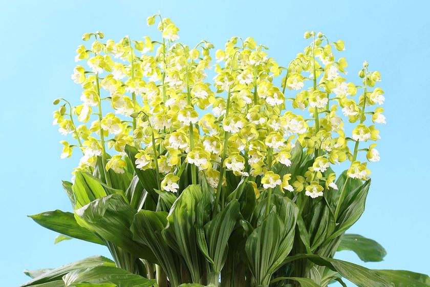 「世界らん展2022‐花と緑の祭典‐」本日開幕!!
「日本大賞」決定　
