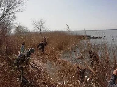 アシを刈り取る選手たち