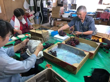 家族みんなで出荷作業