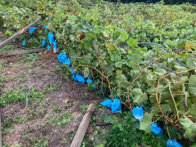 被災直後のぶどう園