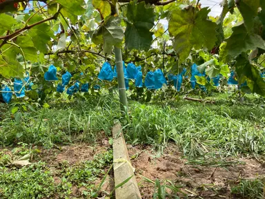 ぶどうを地面から浮かせました