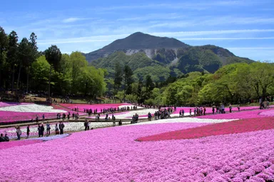 秩父羊山公園 芝桜の丘　イメージ