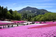 秩父羊山公園 芝桜の丘　イメージ