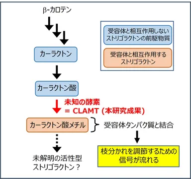 図1　植物（シロイヌナズナ）におけるストリゴラクトンの作られ方