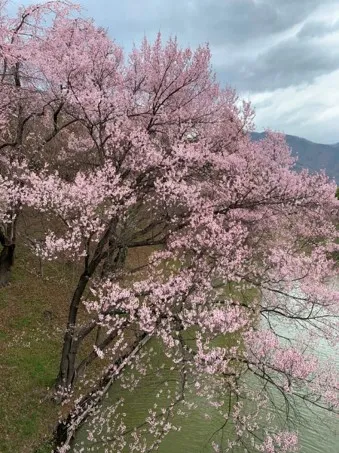 上田市の桜