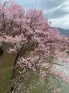 上田市の桜