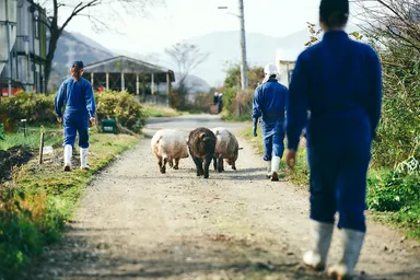 農場での飼育風景