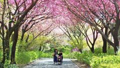 桜のトンネル
