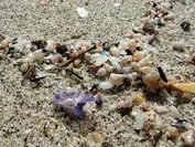 大きさ数ミリの微小貝と一緒に打ち上げられているマイクロプラスチック