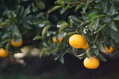 きみのフルーツ農園(ハッサク畑)