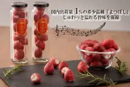 国内出荷量1％希少品種「よつぼし」を使ったフリーズドライ苺「四重奏」