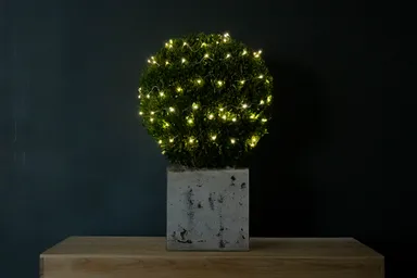 植物発電　botanical light