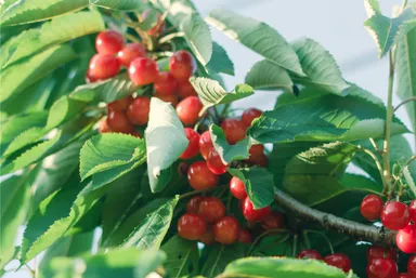 にきやのさくらんぼ