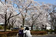 榛名荘病院前の桜