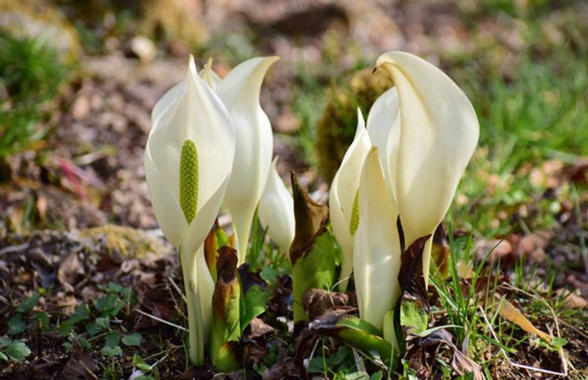 六甲高山植物園～春を告げる純白の花～
「ミズバショウ」の群落が見頃です！