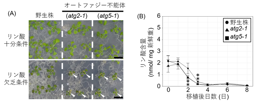 「植物は自身を分解することでリン酸欠乏に即座に対応する」