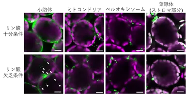 図2. 葉肉細胞内の共焦点レーザー顕微鏡写真