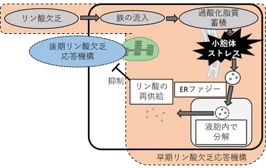 図3. 本研究成果により明らかとなった早期リン酸欠乏応答機構の模式図