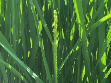 穂が初めて顔を出し始めた時