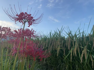 おじぎをし始めた稲穂