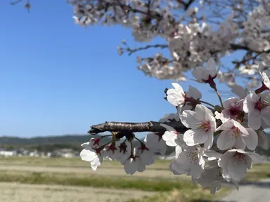 愛荘町(旧：はたしょう)のさくら