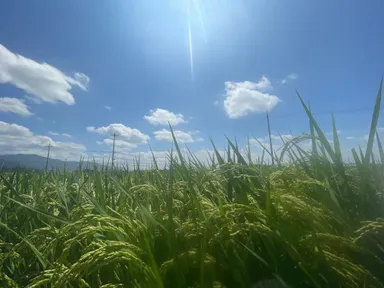 日本酒“はたしょう ”の酒米、吟吹雪が育つ田んぼ