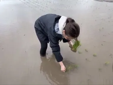 酒米、吟吹雪の田植えをするプロジェクト代表