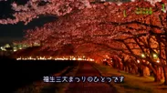 動画内映像：多摩川堤防沿いの桜並木(夜桜)