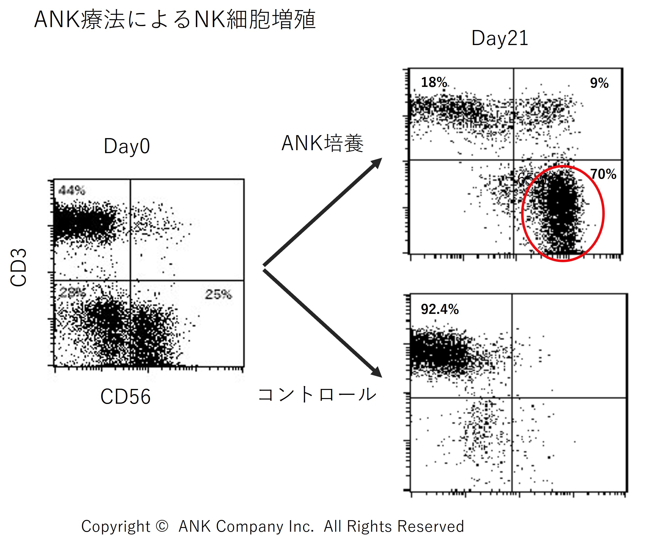 ANK免疫細胞療法のレビューがCMJに掲載　成人T細胞白血病の第一選択治療となり得る研究結果　リンパ球バンクがANK免疫細胞療法のための培養センターを提供