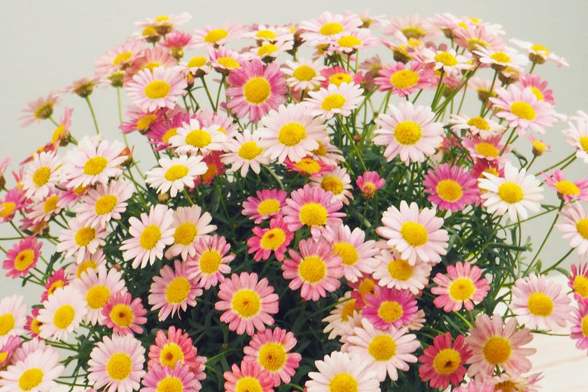 Hibiya Kadan 日本百貨店 コラボ企画 日本の 花職人 が手塩にかけて育てたお花に一品を添えて 母の日ギフトを販売 株式会社日本百貨店のプレスリリース