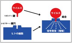 ウイルスが感染する仕組みのイメージ