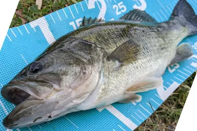 シーズ フィッシングメジャー2