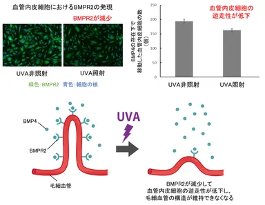 図2　UVAによる毛細血管の消失