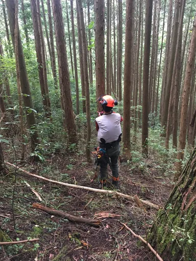 間伐遅れで過密になったヒノキ林