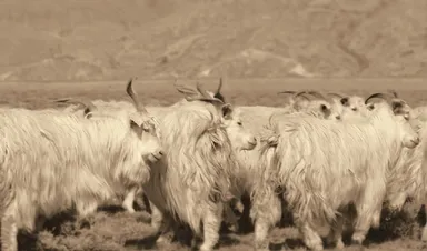 実際に使用している農場のカシミヤ山羊