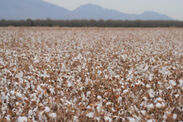 実際に使用している農園の綿花