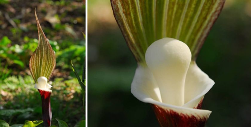 六甲高山植物園　ユニークな姿の人気者「ユキモチソウ」が見頃です！