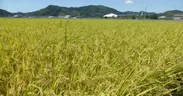 高知県産酒造好適米「土佐麗」の栽培風景