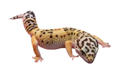 ヒョウモントカゲモドキ