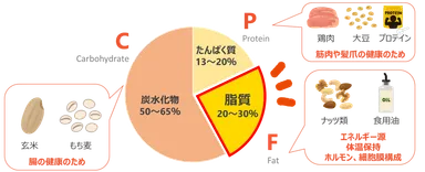 ダイエット中こそ押さえておきたい 「PFCバランス」 とは？