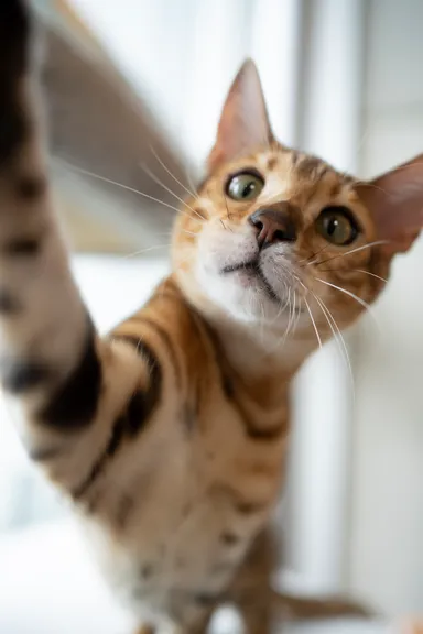 大黒摩季飼い猫　アン