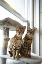 大黒摩季飼い猫　トット(左)､アン(右)