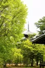 新緑の「仁和寺」
